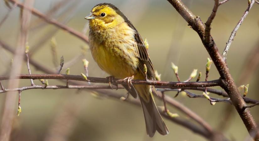 Dunaújvárosban akár havazhat is holnap – eső, szél és hideg vár ránk