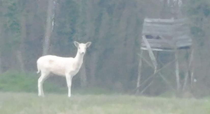 Egy albínó négylábú sétált ki az erdőből – A vármegyei fővadászt kérdeztük, milyen állat lehet