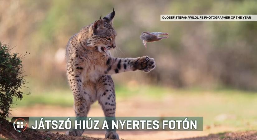Zsákmányával játszadozik a kölyökhiúz az év természetfotóján