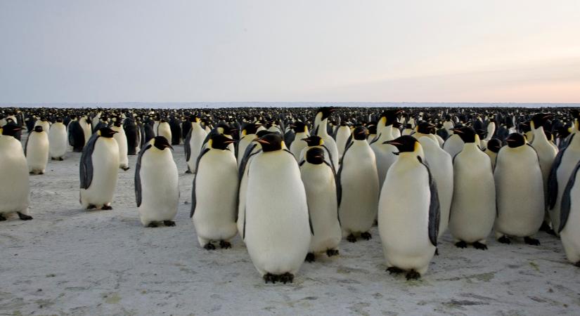 Magyarországon is használható kriptókártyával rukkolt elő a Pudgy Penguins