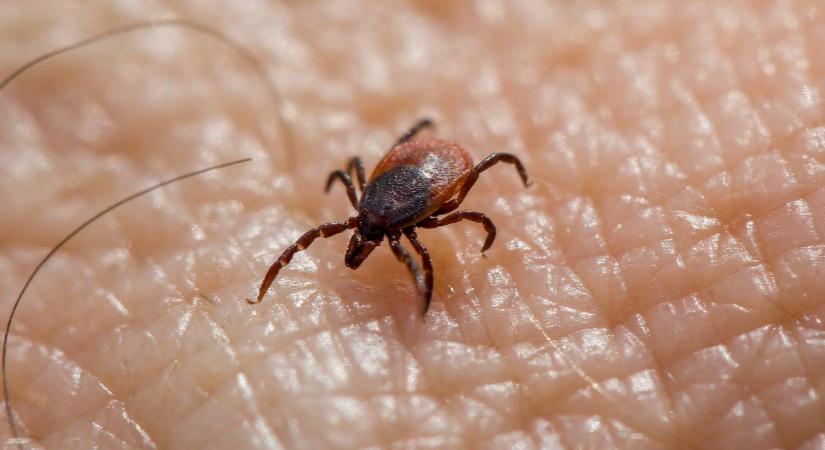 Új szuperfegyver érkezhet a Lyme-kór ellen
