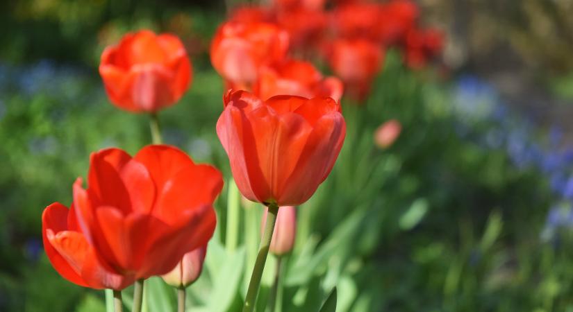 Megőrültek a magyarok ezért a pár termékért – durva számokat közöltek