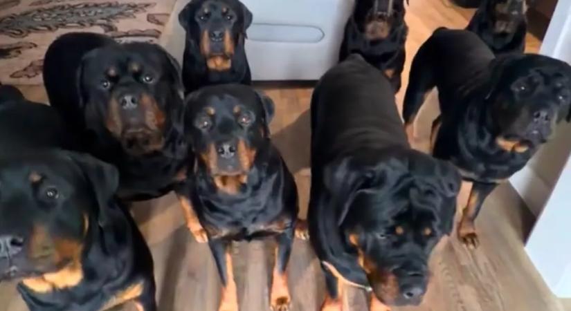 Kilenc rottweilerrel él a férfi: felkavaró, ki lakik még velük