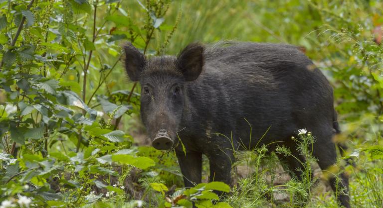 Vaddisznók randalíroztak Pécsen, villanypóznára mászott fel egy férfi az állatok elől