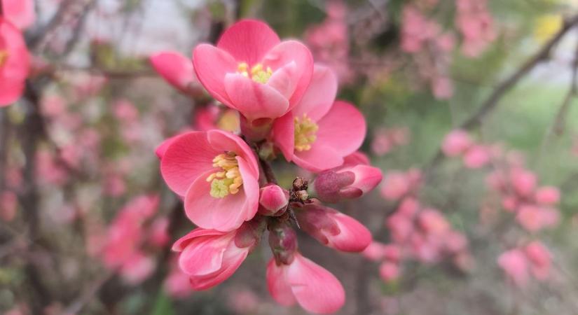 Virágba borult Eger – gyönyörű fotókon a városban pompázó tavaszhírnökök