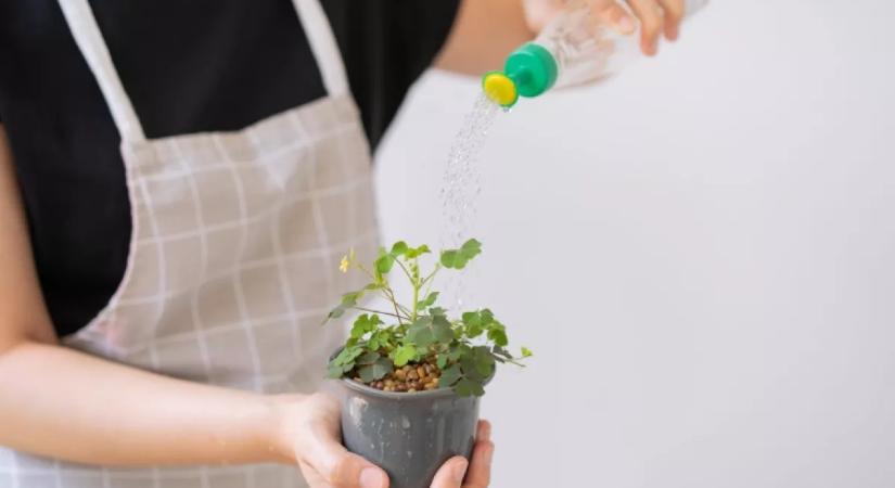 Ha ezt a folyadékot a növényekhez öntöd, erősebbek és ellenállóbbak lesznek a virágaid