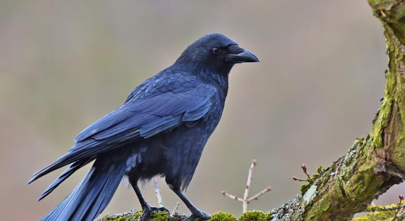 Az állatvilág legügyesebb eszközhasználói