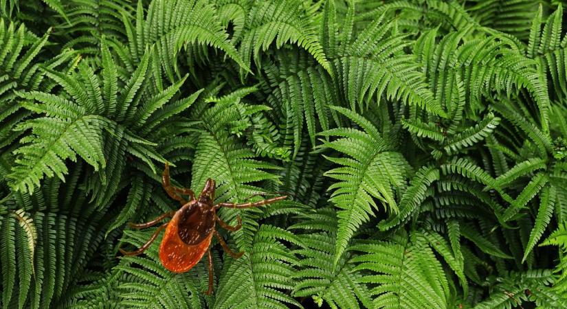 Van ilyen növény a kertedben? Vigyázz, mert vonzza a kullancsokat!