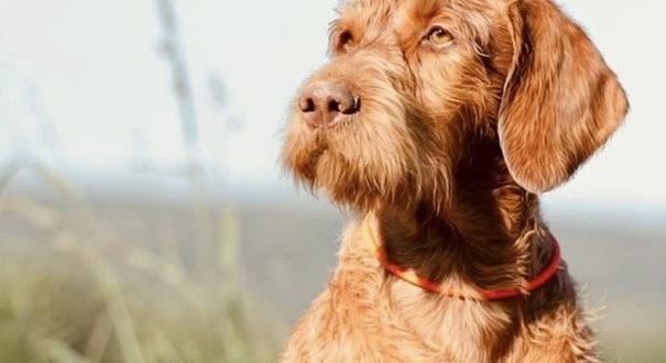 Fejbe verte Pátyon a barbár turista Hennát, az öreg kutyust