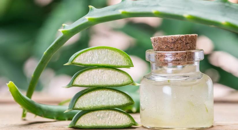 Mit tehet a szervezetedért az aloe vera ital rendszeres fogyasztása?