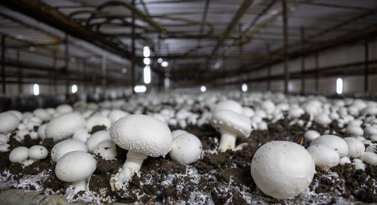 Ezt találta a Nébih a gombatermesztőknél