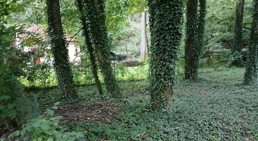 Venne egy darab Bükköt? Lillafüreden erdőt árulnak, de van egy komoly bökkenő