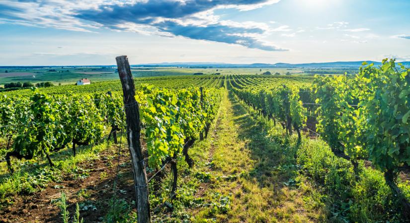 Súlyosan fertőzhet a szőlő betegsége: itt a védekezés egyetlen módja