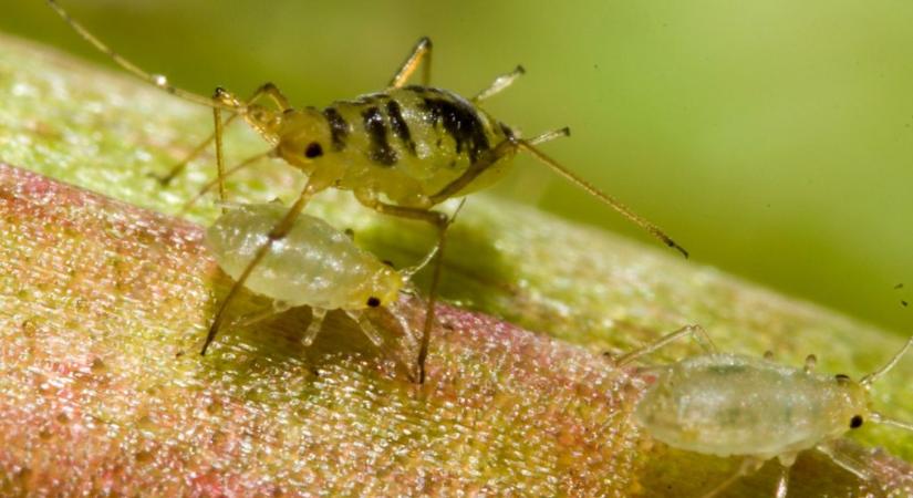 A levéltetvek ellen sok kertész konyhai permetet használ, valóban érdemes kipróbálni?