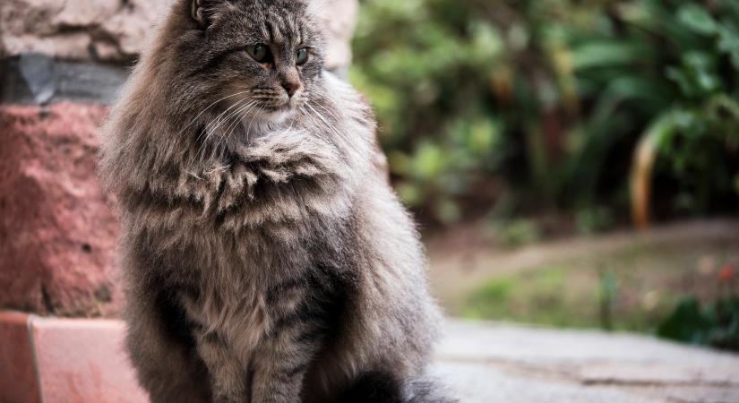 Az Oxfordi Egyetem könyvtári macskája sokat időzik a boszorkányságot tárgyaló részlegben (videó)