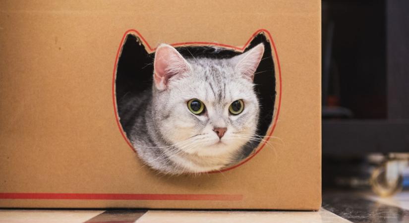 Mit jelent, ha a macskád dobozokba bújik? 9 pszichológiai ok, amit a kutatások is emlegetnek