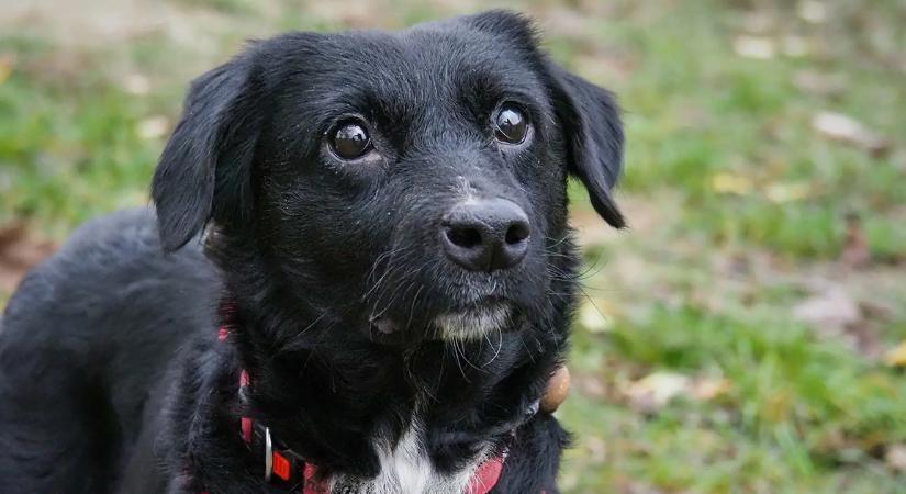 Új digitális platform indult a gazdátlan állatok örökbeadására