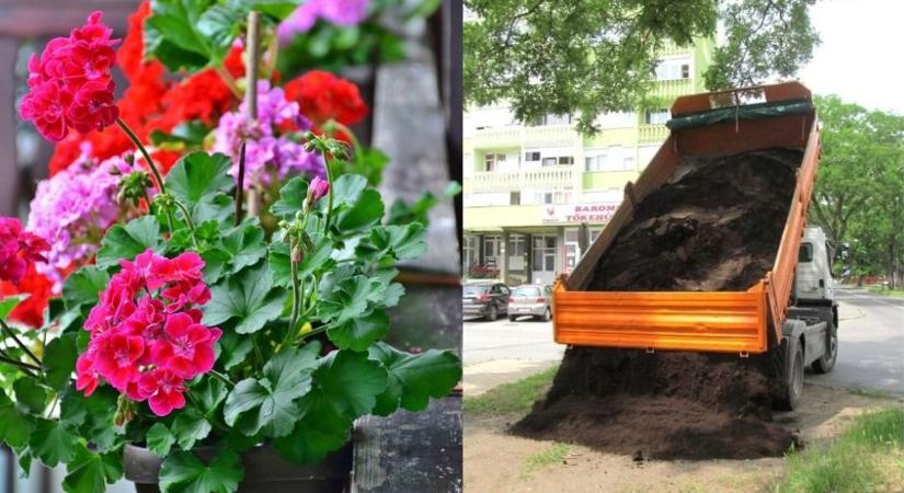 Kezdődhet a virágosítás, balkonföldet is adnak a munkához Nyíregyházán