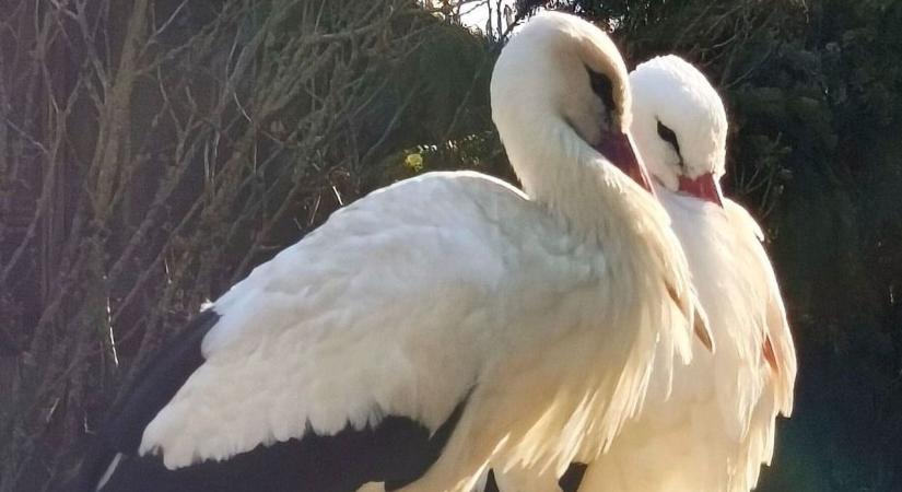 Örömhír Dömösön: váratlan ajándékot hozott Szofi, a gólya