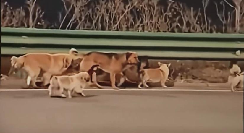Cuki videó kering a neten 7 kutyáról – kiderült, hogy kutyahús-kereskedők elől menekültek