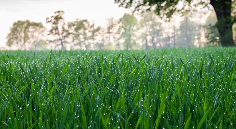 Gyep vetése tavasszal: mikor érdemes elvetni?