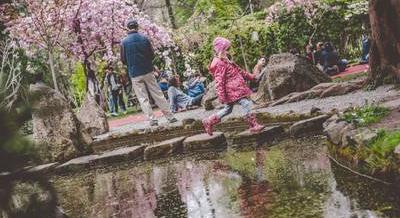 Hétvégi programajánló: Sakura ünnep, Anilogue Nemzetközi Animációs Filmfesztivál, Budapest GipsyFest