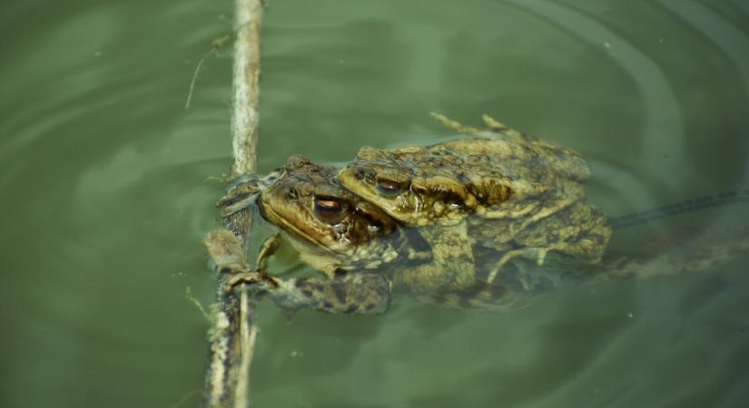 Ezért ilyen látványos most a Barlahidai-tó: barna varangyok lepték el a tavat és környékét (galéria, videó)