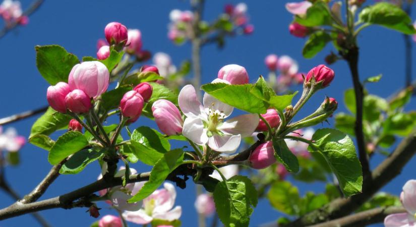 Alma, körte és csonthéjasok: hogyan időzítsük a permetezést csapadékos időben?