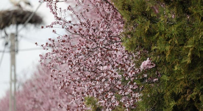 Kiskörén is virágba borultak a vérszilvák - fotók