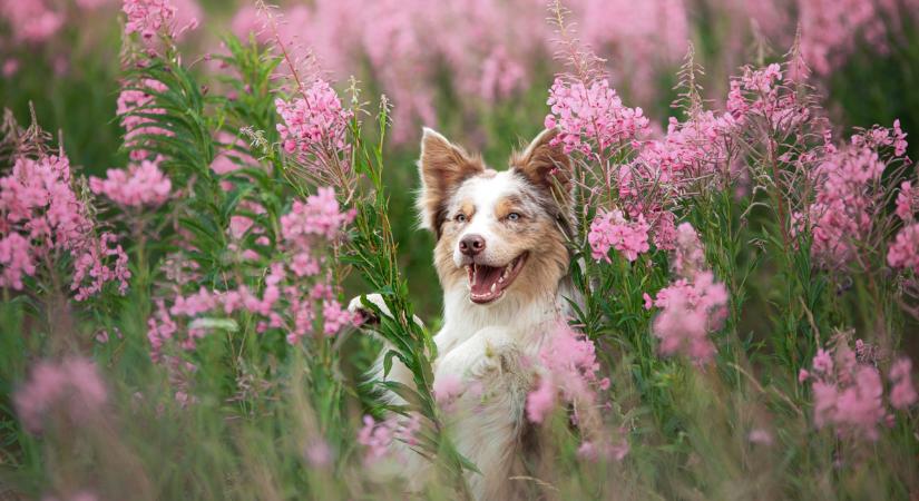 Ekkor tér vissza a 20 fokos tavasz, már pontosan tudni