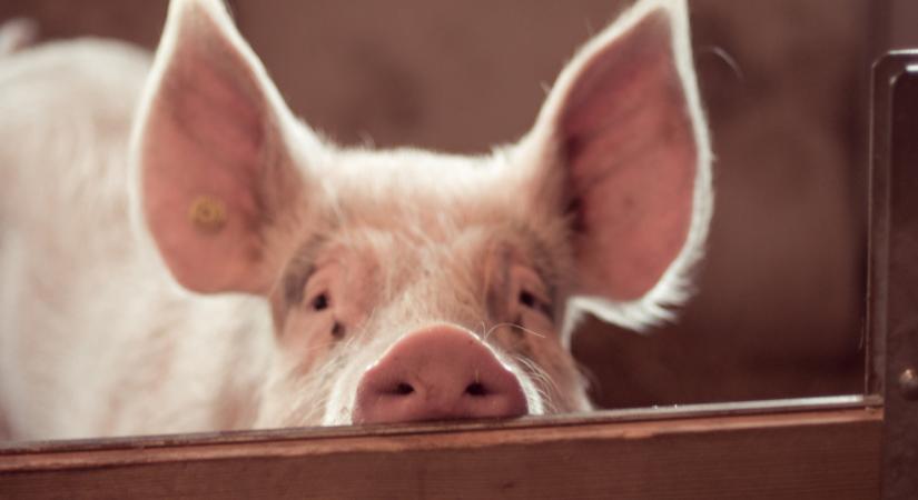 Tízezrével ölik le itt az állatokat: megállíthatatlanul terjed a járvány