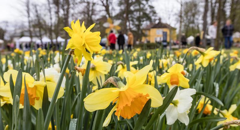 Elmarad az idei Nárciszünnep