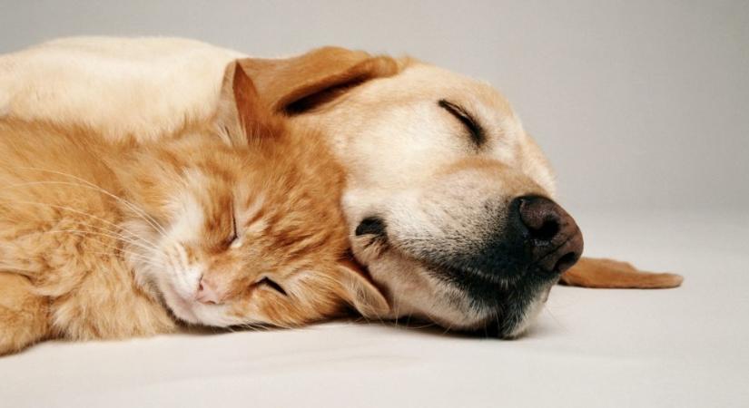 Vajon tényleg utálják a macskák a kutyákat?