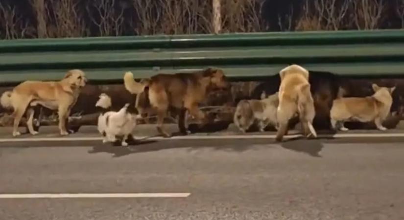 Kamu volt a megható sztori: kiderült az igazság a kínai kutyás videóról