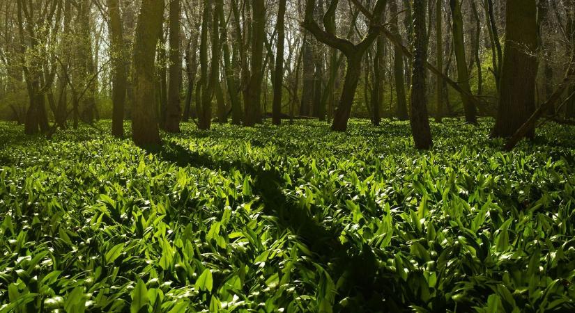 Szereted a medvehagymát? Veszélyes is lehet a gyűjtés és nem azért, mert összetéveszthető a gyöngyvirággal