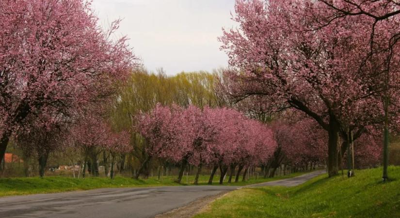 Tavaszi bakancslista – A leglátványosabb hazai vérszilvafasorok, ahol neked is szelfizned kell