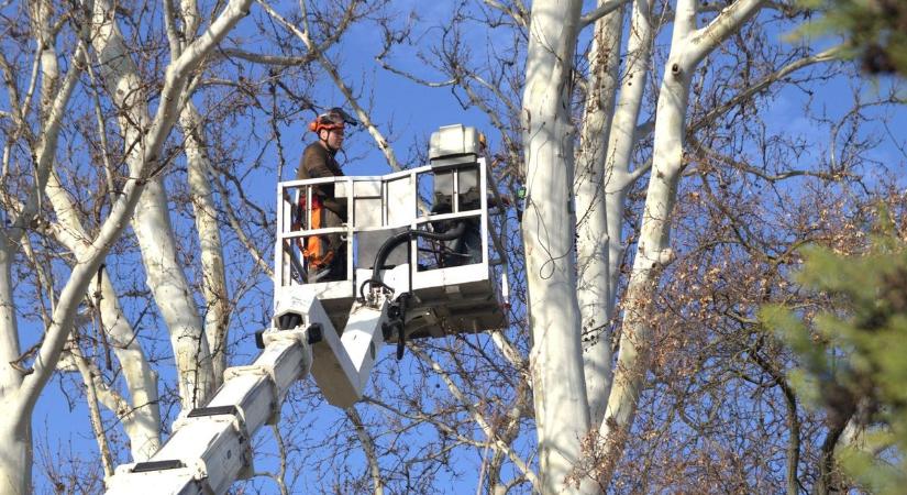 A közlekedők biztonságát is növeli ez a hasznos faellenőrzési módszer