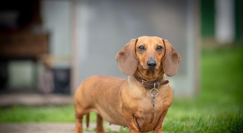 Gazdik, figyelem! Ekkor lép életbe az ebzárlat