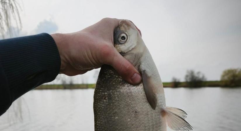 Szép fogások a Látóképi-tározónál! Megindultak a keszegek és a pontyok is