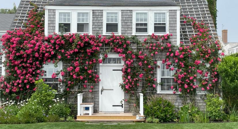 3 növény, ami távol tarthatja az otthonodtól a betörőket