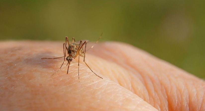 Itt a természetes szúnyogűző - ezekkel a növényekkel űzheted el a vérszívókat a lakásodból