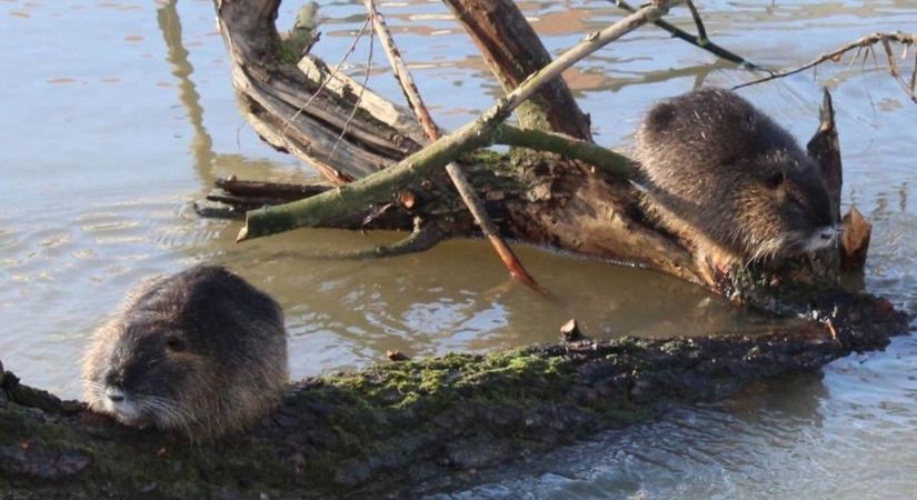 Itt még nyugalom van hódfronton, kérdés, hogy meddig