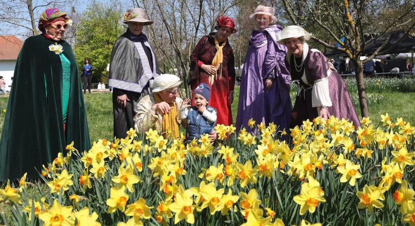 Idén nem lesz Nárciszünnep Kaposváron