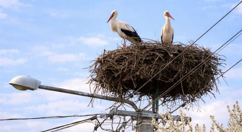 Pompás gólyás fotót kaptunk Olvasónktól