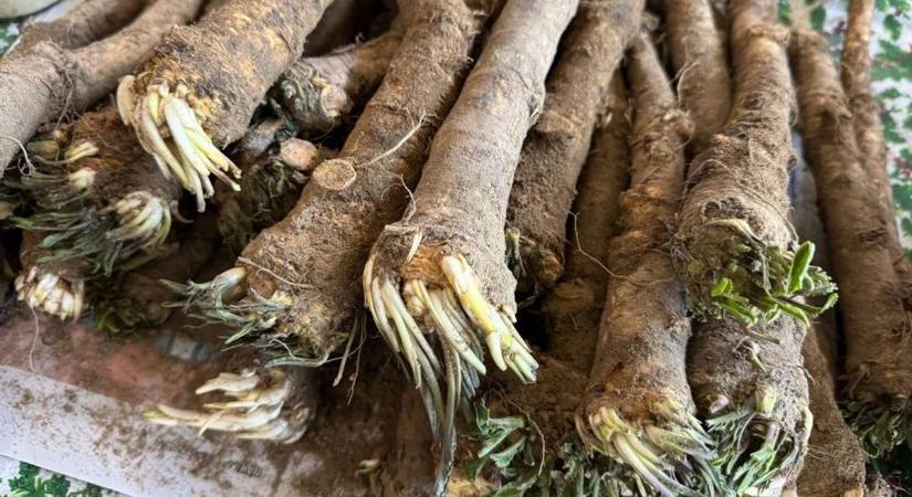 A Nébih figyelmeztet: súlyos hibát követhet el ezzel a húsvétkor népszerű zöldséggel!