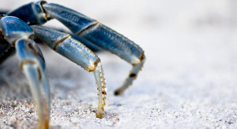 Rejtélyes lény jelent meg a horvát tengerben: durva, mire képes