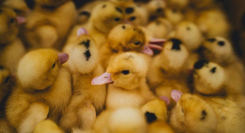 Fordulat a madárinfluenza elleni harcban: nem várt eredmények érkeztek