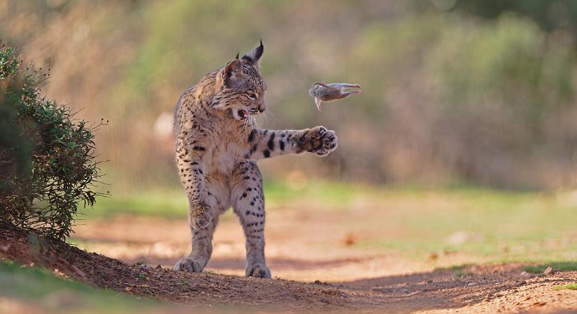 Lélegzetelállító kép nyert: zsákmányával játszó hiúz lett az év természetfotója