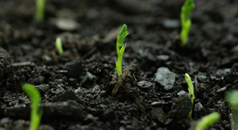 Ébresztő a talajnak: így turbózhatja fel a gyökérkörnyezetet a hideg tavaszi napokon