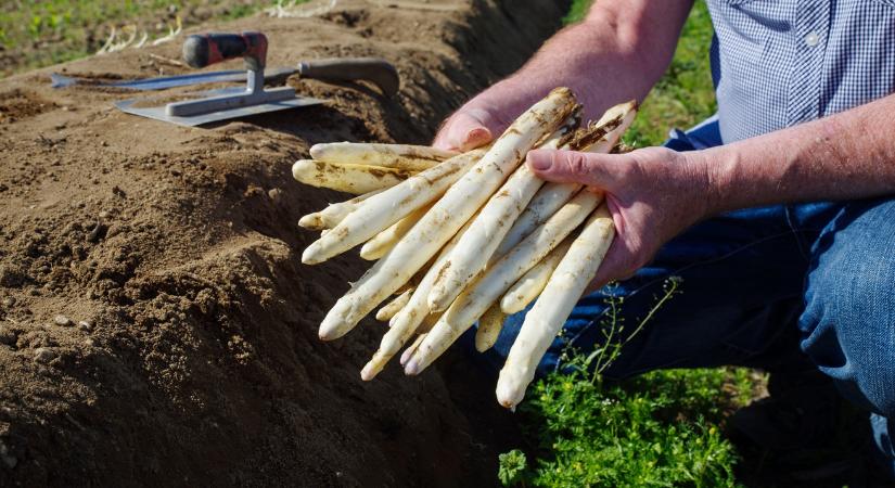 A spárgakereskedő már tudja, mi vár ránk húsvétkor